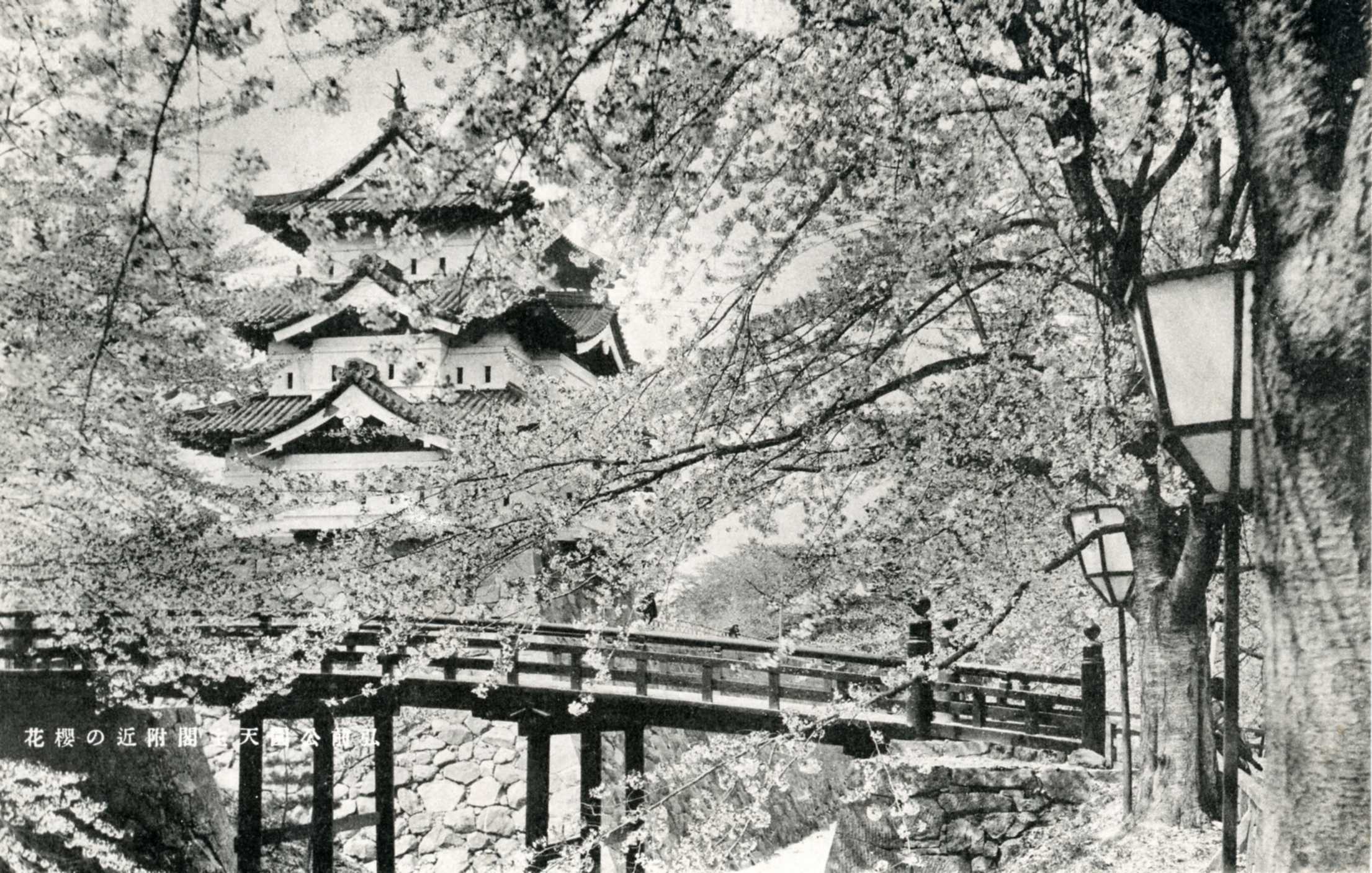 絵ハガキ(日本一桜の名所 弘前公園古城と桜花)
