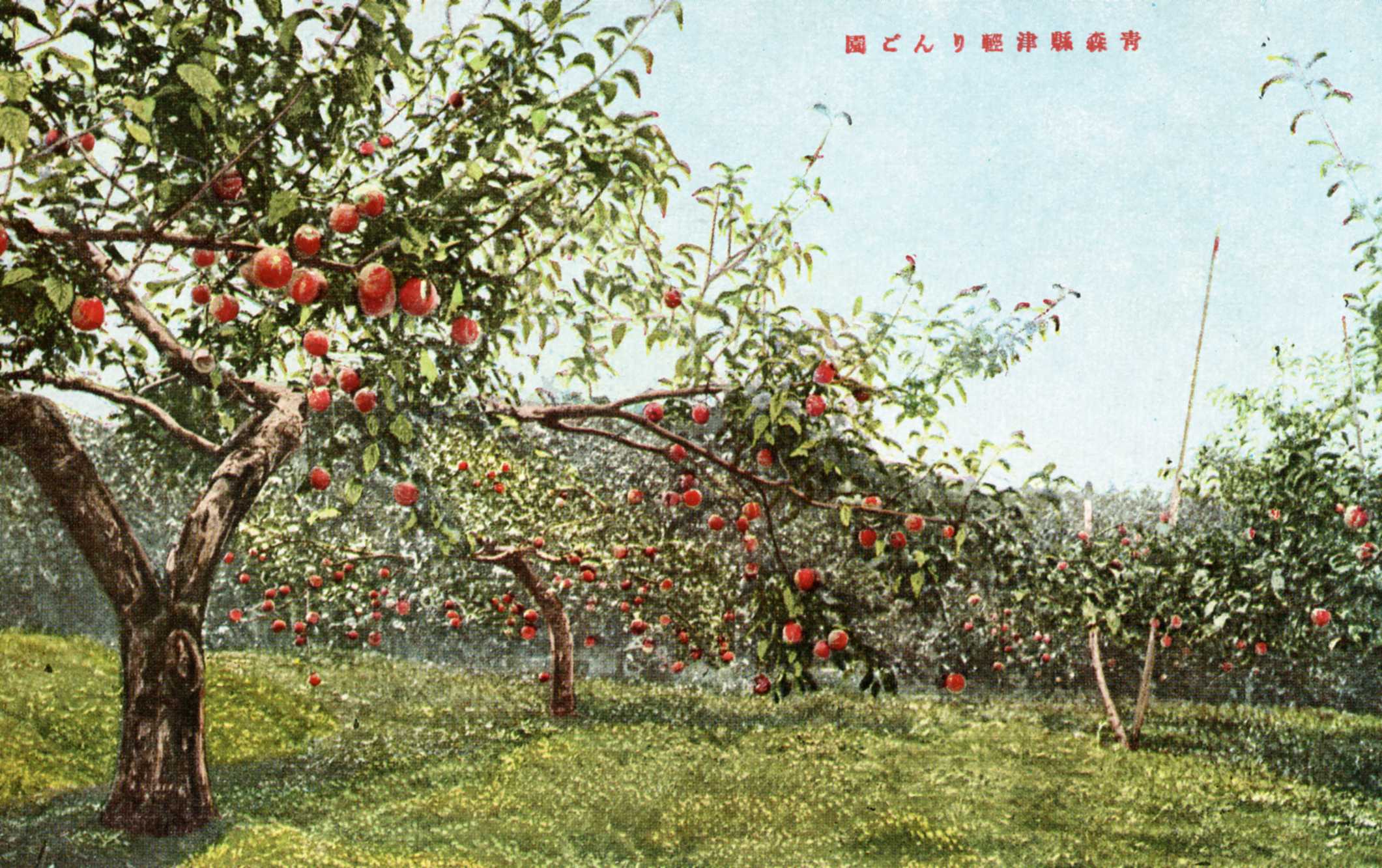 絵ハガキ(青森名産りんご絵はがき)