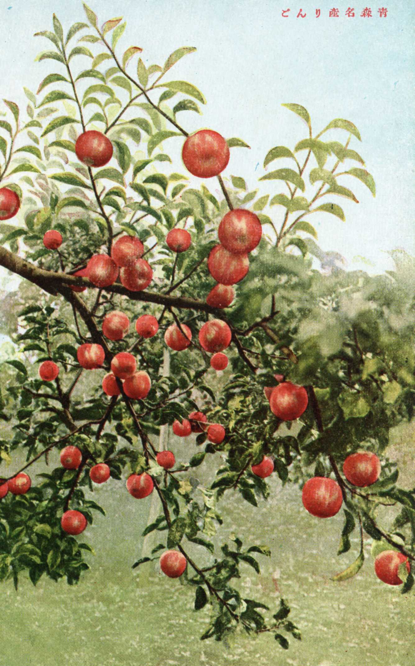 絵ハガキ(青森名産りんご絵はがき)