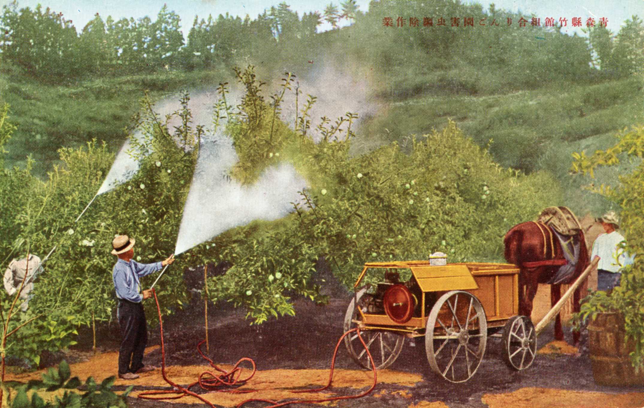 絵ハガキ(青森名産りんご絵はがき)