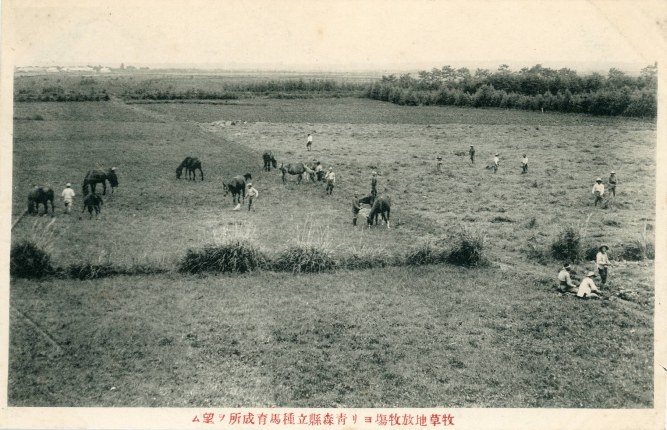 絵ハガキ(七戸)