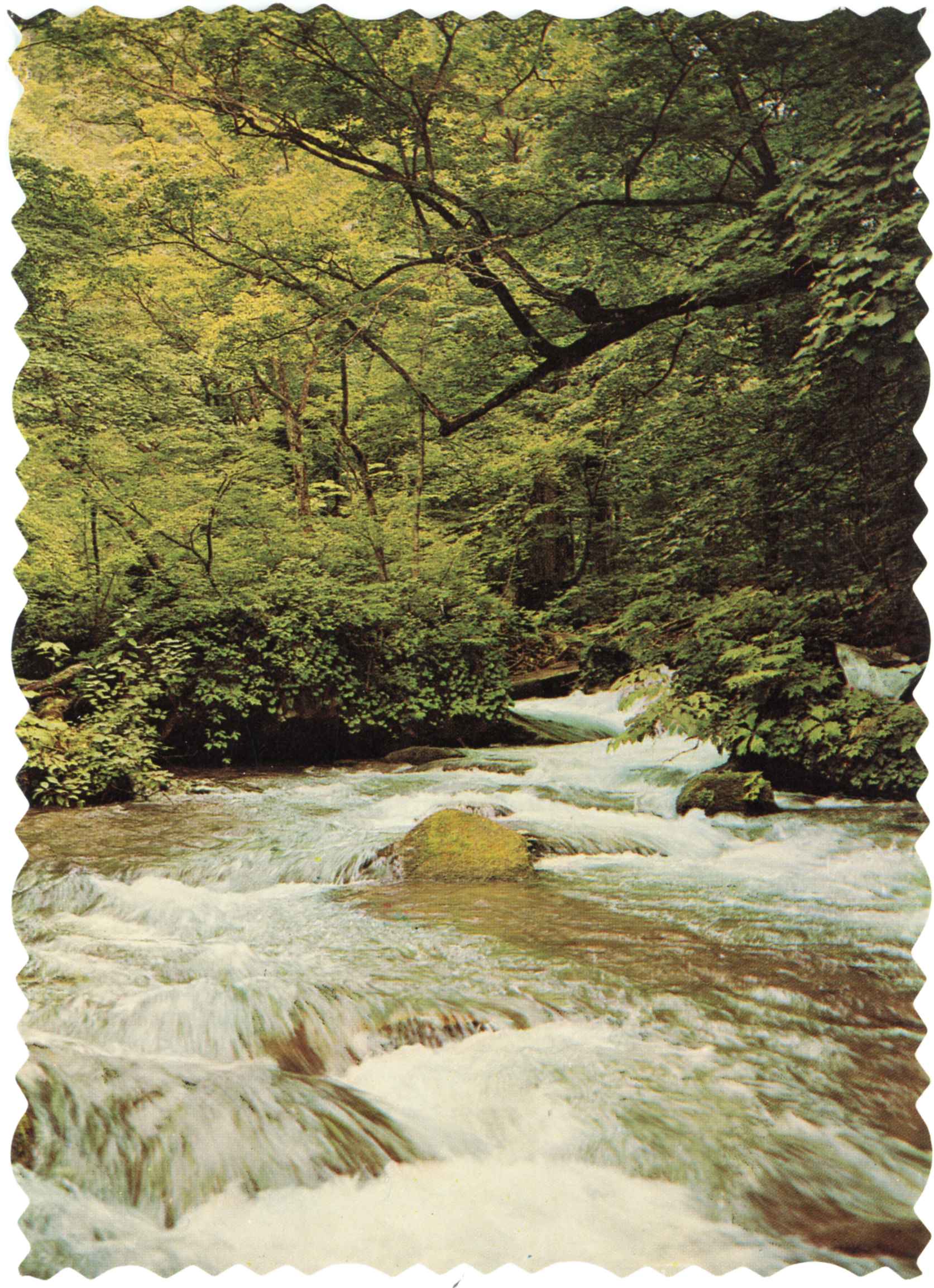 絵ハガキ(奥入瀬)