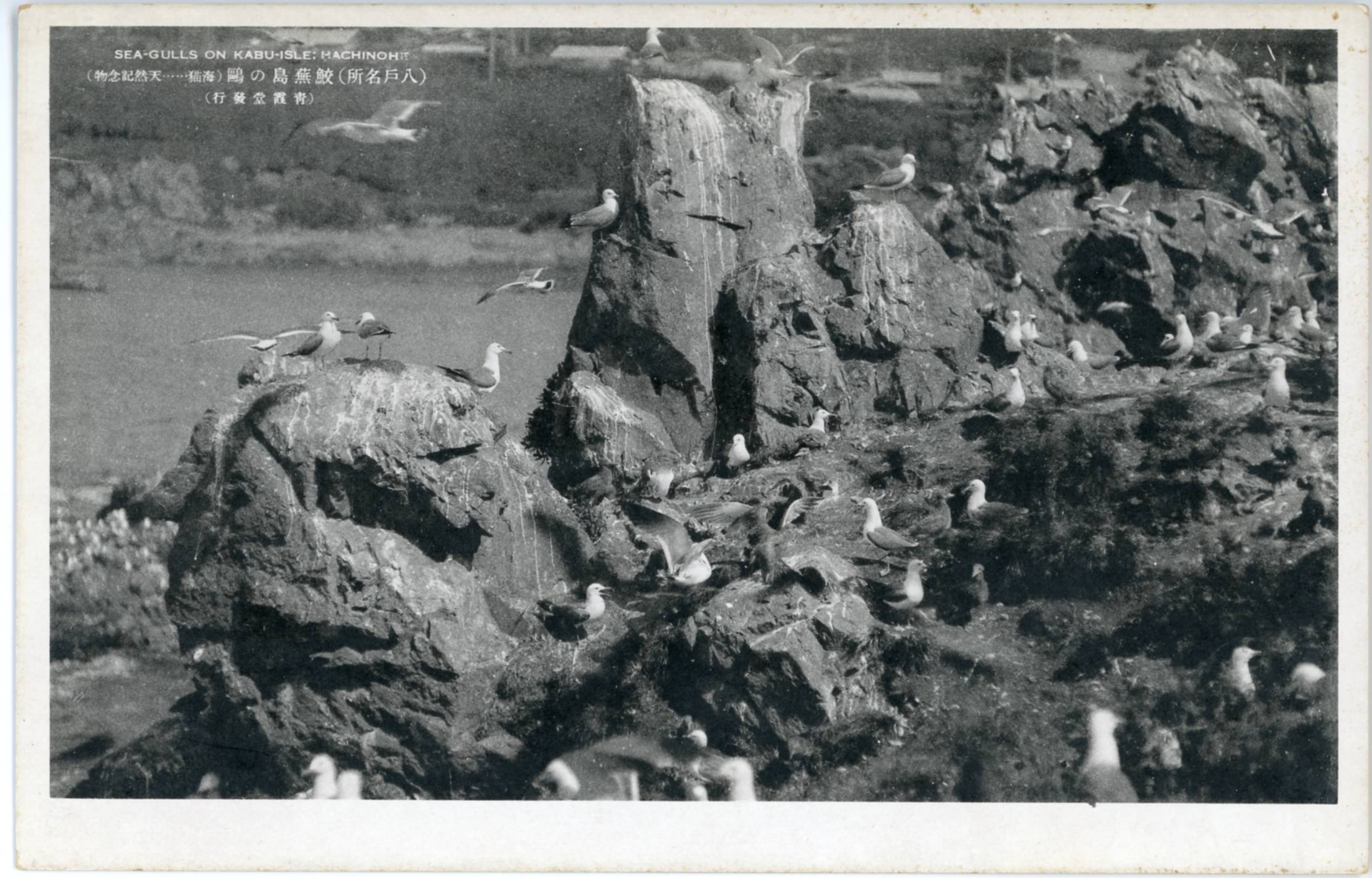 絵ハガキ(ウミネコ)