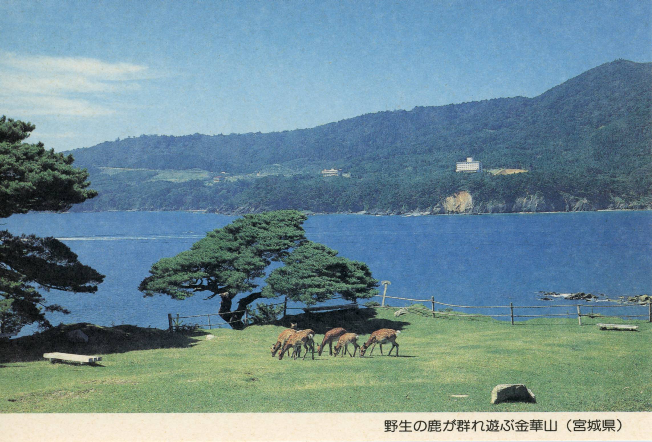 絵ハガキ(絵入りはがき)