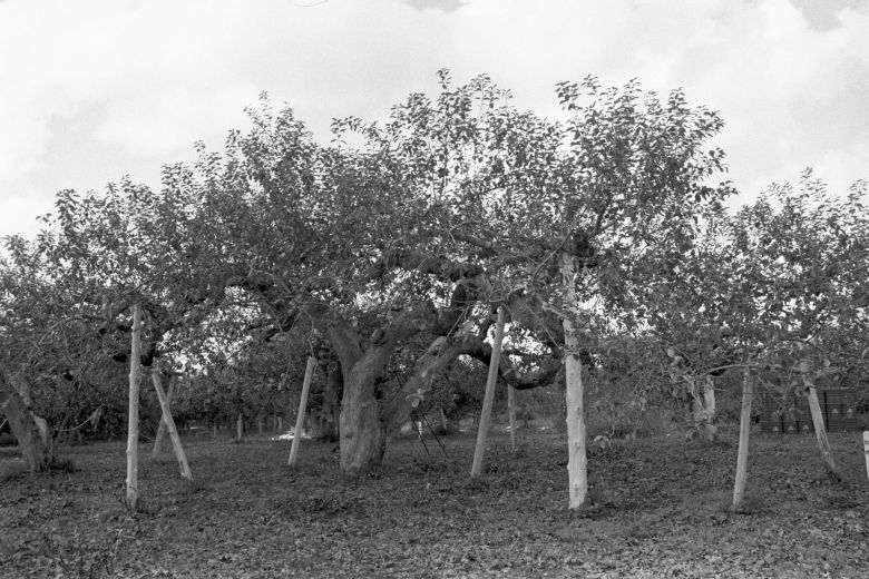 日本最古のりんごの樹(木)